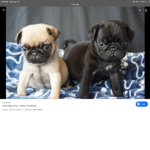 Pugs united pigs
