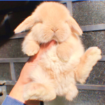 Stuffed Rabbits
