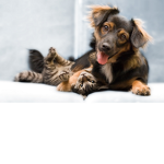 Cats and Dog Lovers!
