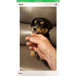 Lucky fan club puppy