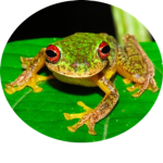 Red Eyed Frog