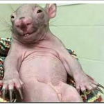 rataas del señor