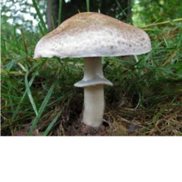 Mushroom Place