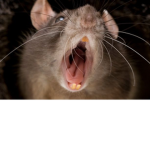 Elite Ratss