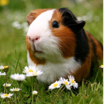 Guinea pig!