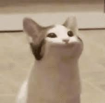 Pop Cat United pop