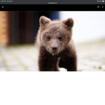 Bear baby