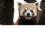 *~Red Panda Rescue Team~*
