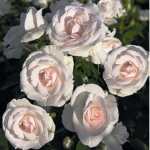 ?-~Rose Water~-?