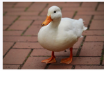 Official fan group of ducks