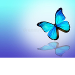 kkdog708 blue butterflies