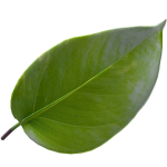 One Leaf
