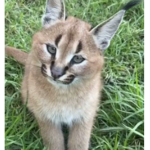 Grass Client Official