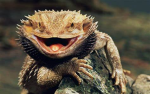 Treeckos Lizard Gang