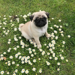 •Puggyarmy•