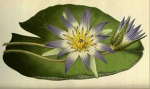 Ancient flower