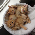 The Kitty Squad Meow