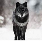 czech crazy wolfs