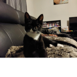 Cat--group