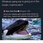 Orca gang
