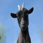 DA GOAT FAN CLUB