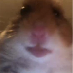 Official Chipmunk Empire