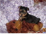 Cutest yorkie Puppies EVER!!!!!