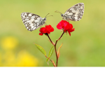 Social butterfly’s