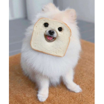 Bread doggos