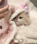 ʚɞ・shortcake