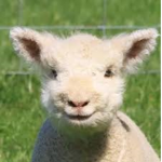 King Sheep-Sin Sheep