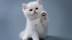 Cat lovers fan group