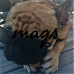 Mags123