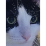 Chunky. Cat