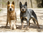Lila's dog group