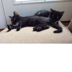 Cats are cuter than ever