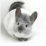 The Chinchilla group