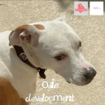 Odie Development