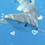 ヾ(࿔ゝω・࿔)ノ