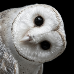 OWL5 Group Thumbnail