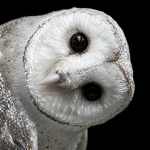 OWL5 Group Thumbnail