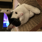 My cat is cute lol