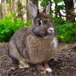 Sav’s Bunny Group