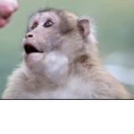 MONKEY_LUCK