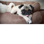 THE PUGZ GROUP