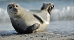 I LOVE SEALS
