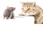 Cats And Rats Hangout