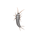 Silverfish Incorperated