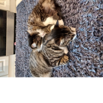 Kitten meow squad