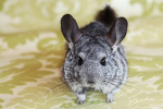 The CHINCHILLA Community group